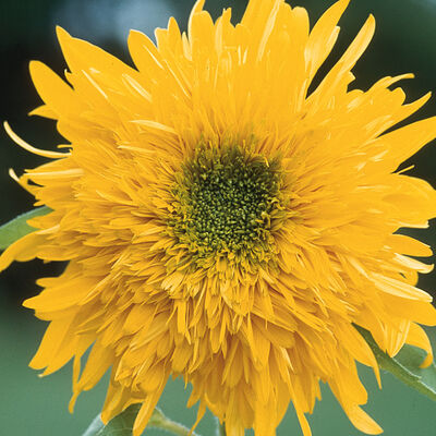 Double Quick Orange Tall Sunflowers