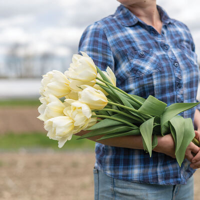 Exotic Emperor Tulips