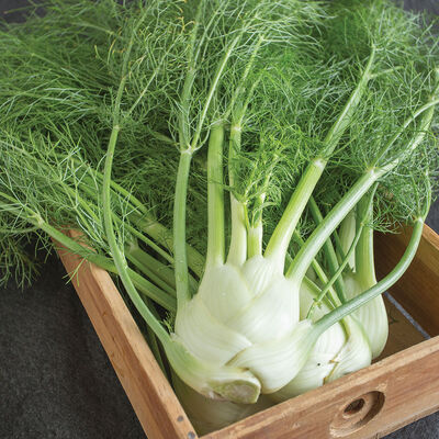 Finale Fennel