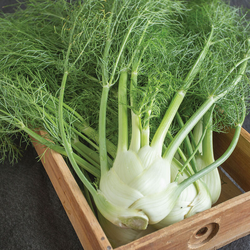 Finale Fennel
