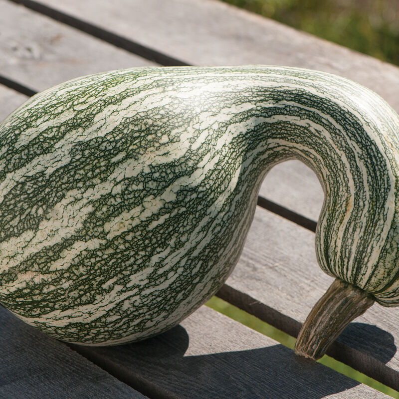 Green Striped Cushaw Specialty Pumpkins