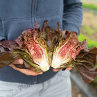 Volcana Bibb Lettuce