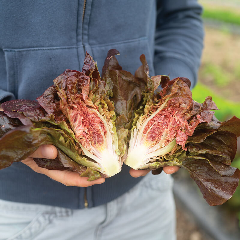 Volcana Bibb Lettuce