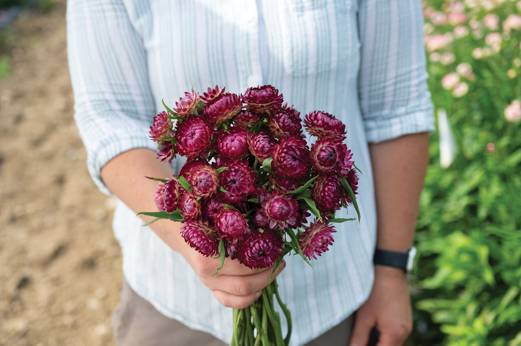 New Flower Seeds for 2025 | Johnny's Selected Seeds