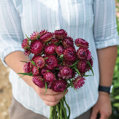 Cranberry Rose Strawflower