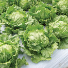 Pint Size Iceberg Lettuce