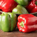 Sprinter Sweet Bell Peppers