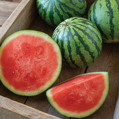 Kalahari Triploid Watermelons (Seedless)
