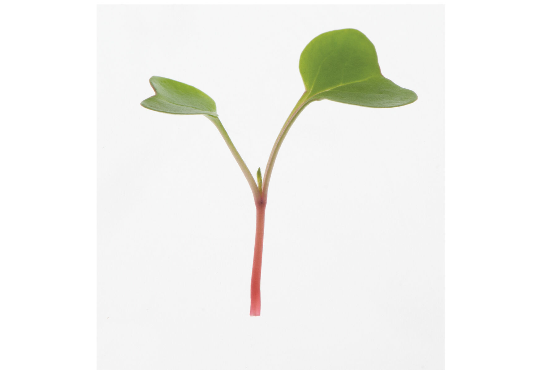 Radish, Red Arrow Microgreen Vegetables