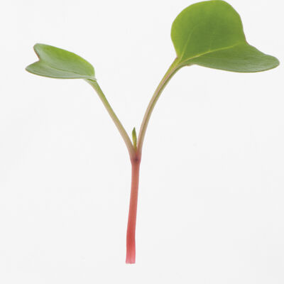 Radish, Red Arrow Radish, Red Arrow Microgreen Vegetables
