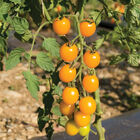 Yellow Mini Cherry Tomatoes