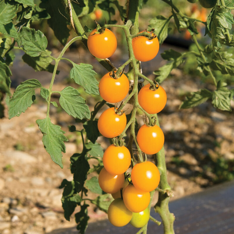 Yellow Mini Cherry Tomatoes