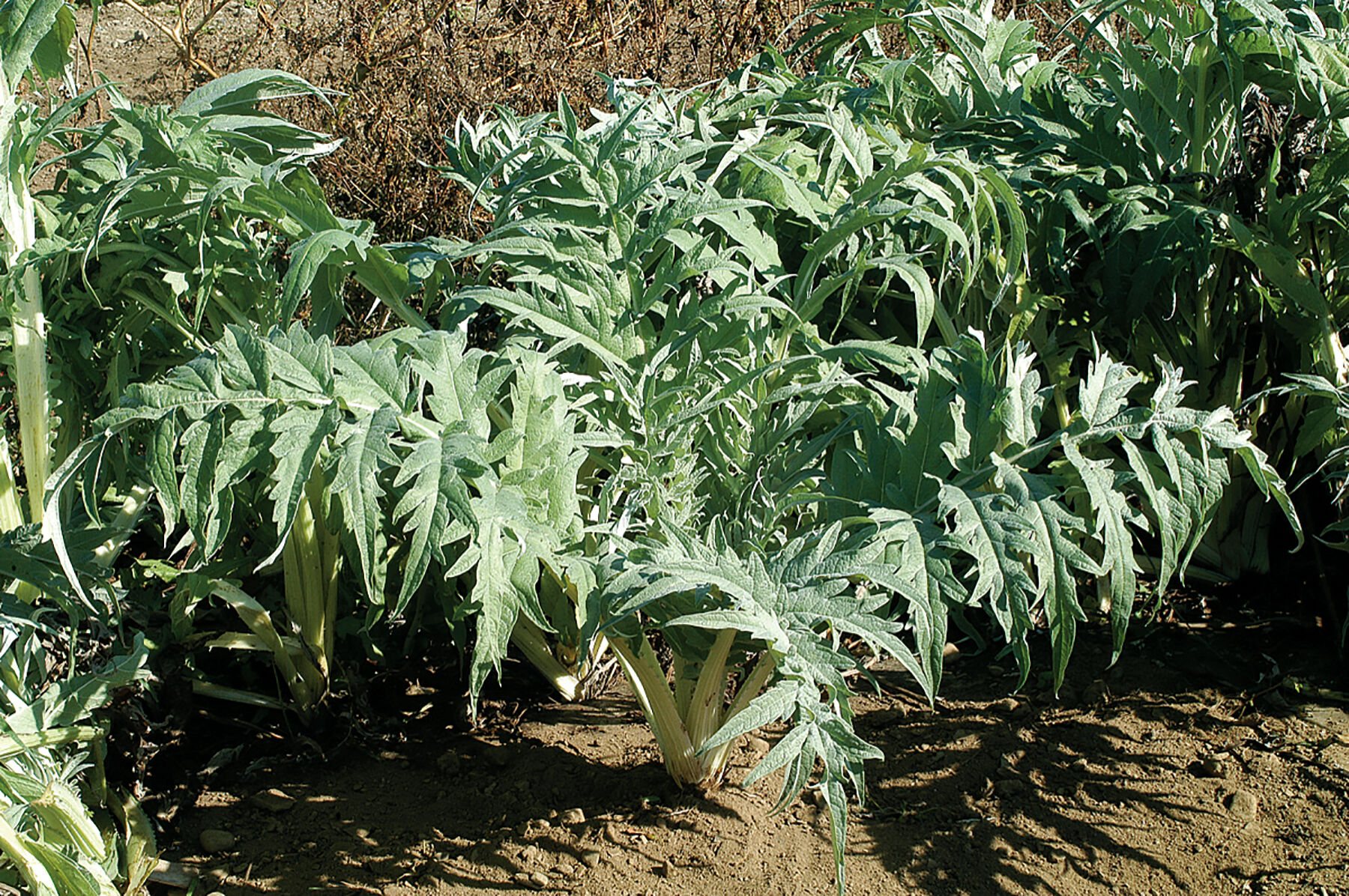 Porto Spineless Cardoon