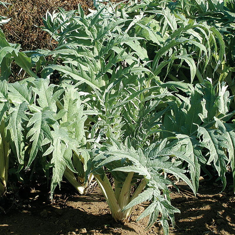 Porto Spineless Cardoon