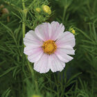 Versailles Flush Cosmos