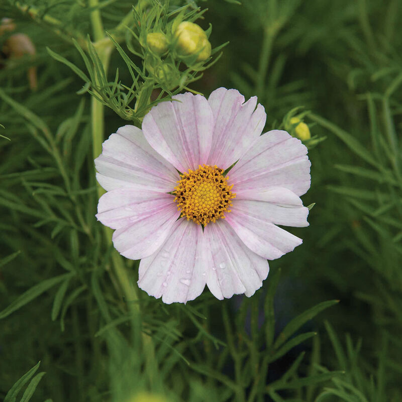 Versailles Flush Cosmos