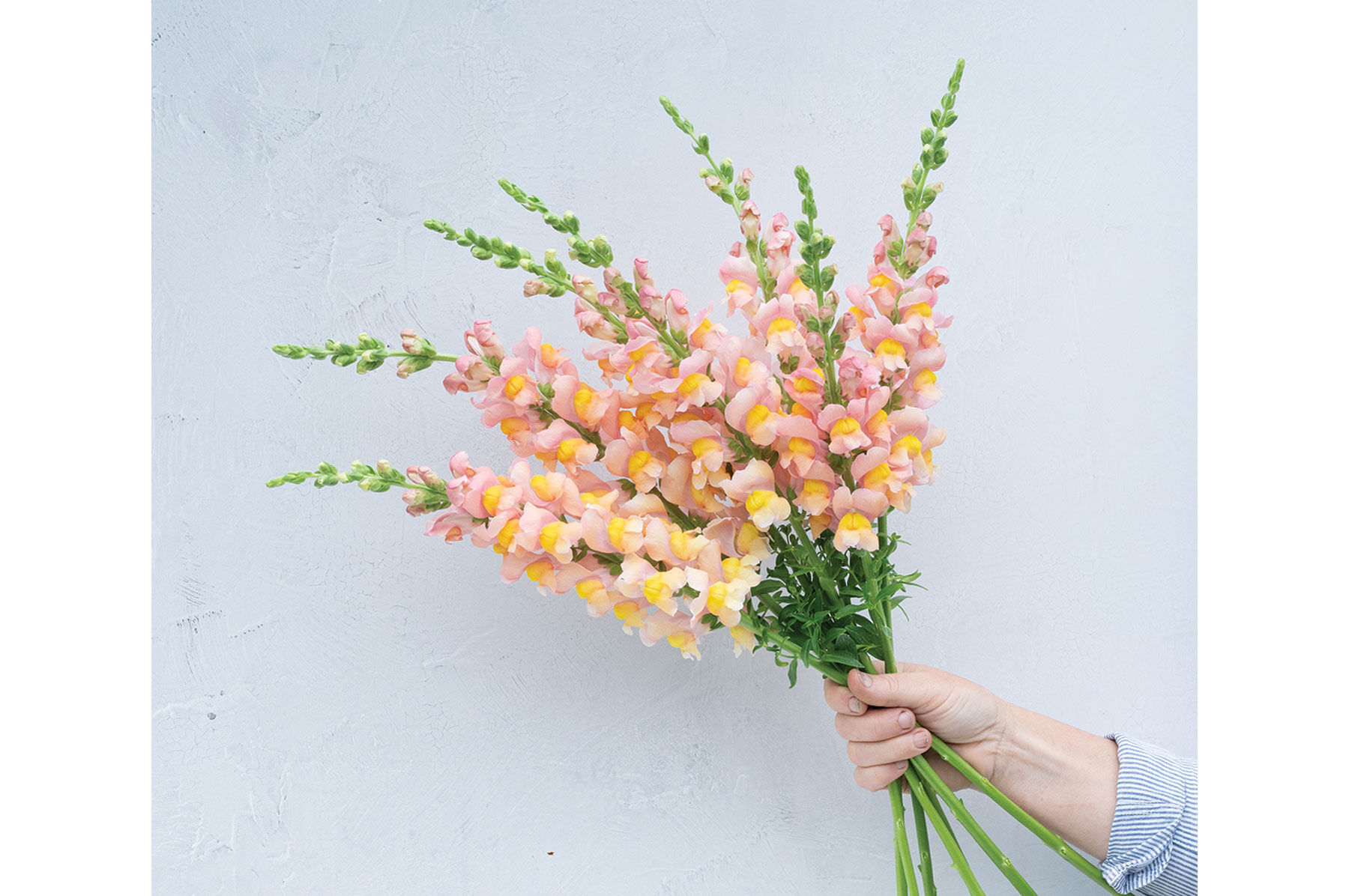 Orange Flower Varieties | Johnny's Selected Seeds