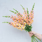 Antibes Apricot I Cool Season (Groups 1–2)