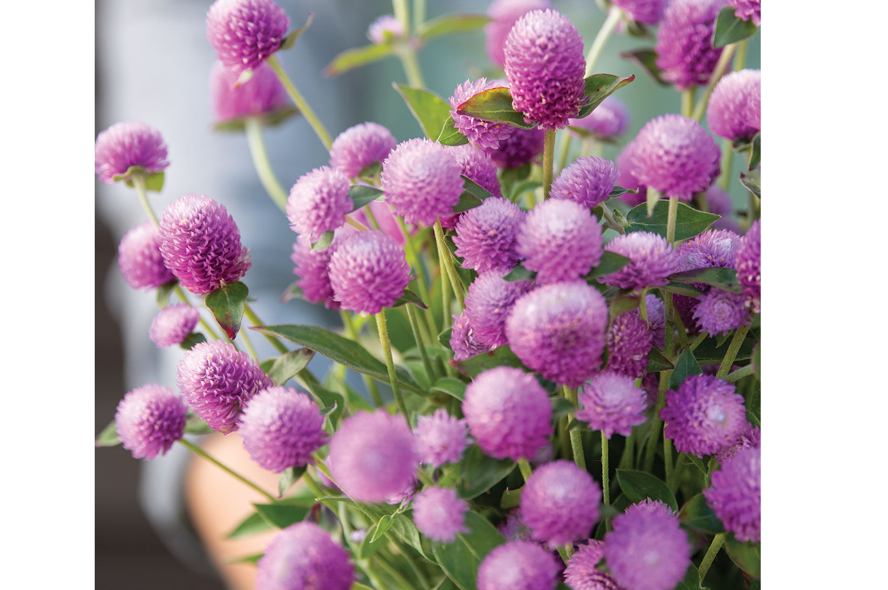 Johnny's Selected Seeds Gomphrena Seed - Thumbnail 2