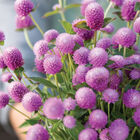 Audray Pink Gomphrena (Globe Amaranth)