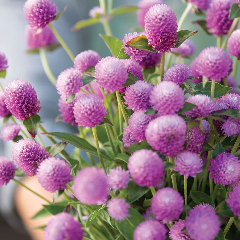 Audray Pink Gomphrena (Globe Amaranth)