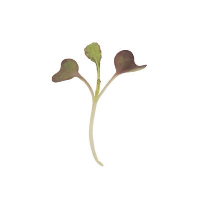 Mustard, Garnet Giant Microgreen Vegetables