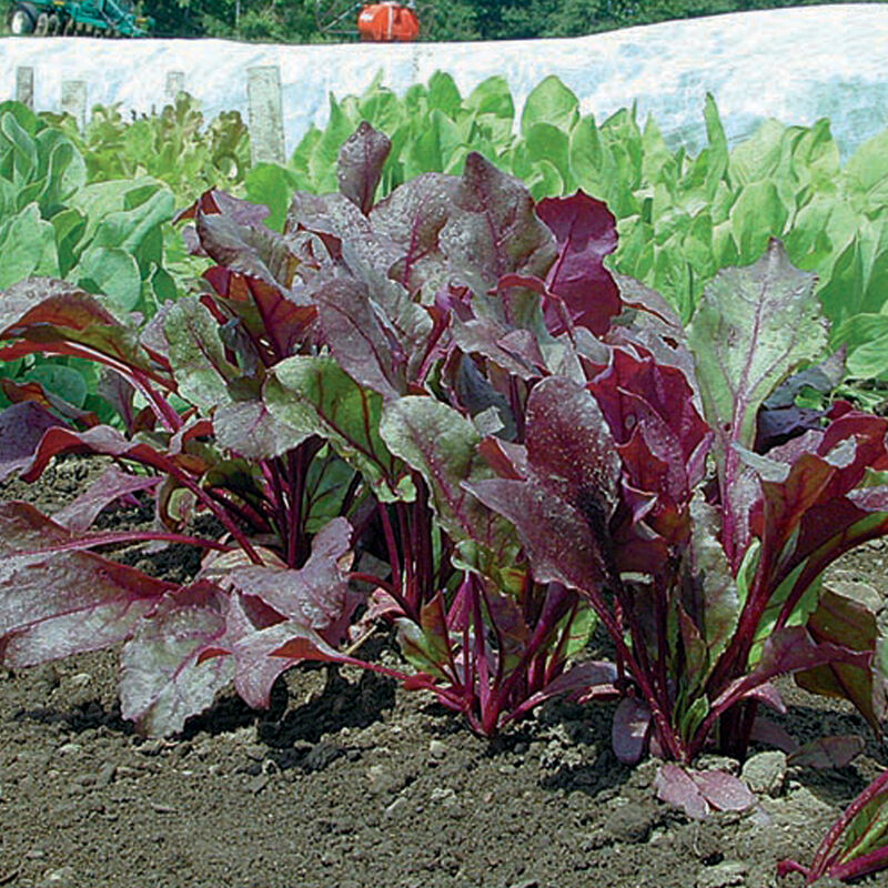 Bull's Blood Beet Greens