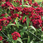 Sweet™ Red Dianthus (Sweet William)