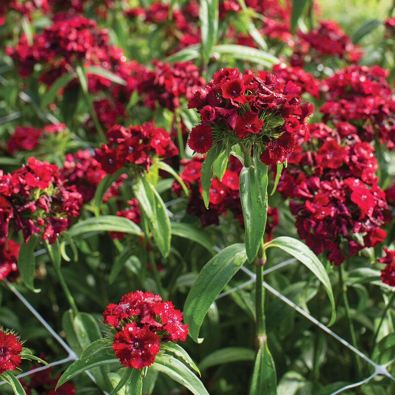 Sweet™ Red Dianthus (Sweet William)