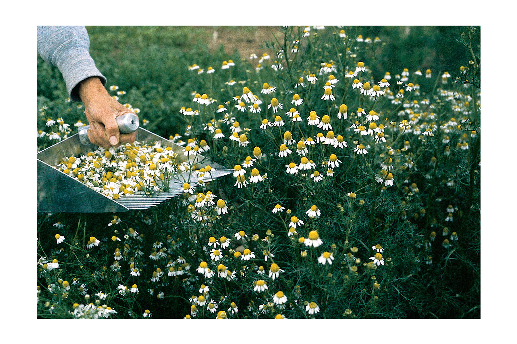 Common Chamomile Chamomile