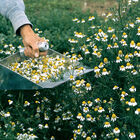 Common Chamomile Common Chamomile Chamomile