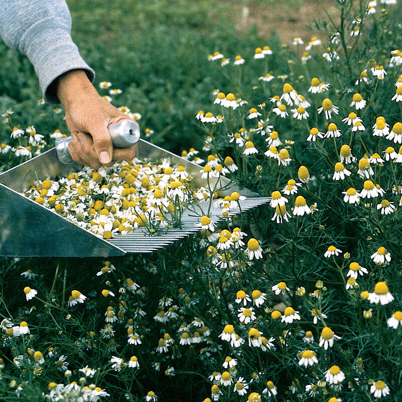 Common Chamomile Chamomile