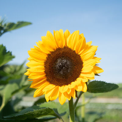 ProCut® Orange Excel Tall Sunflowers