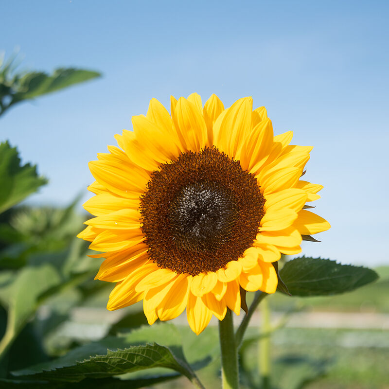 ProCut® Orange Excel ProCut® Orange Excel Tall Sunflowers