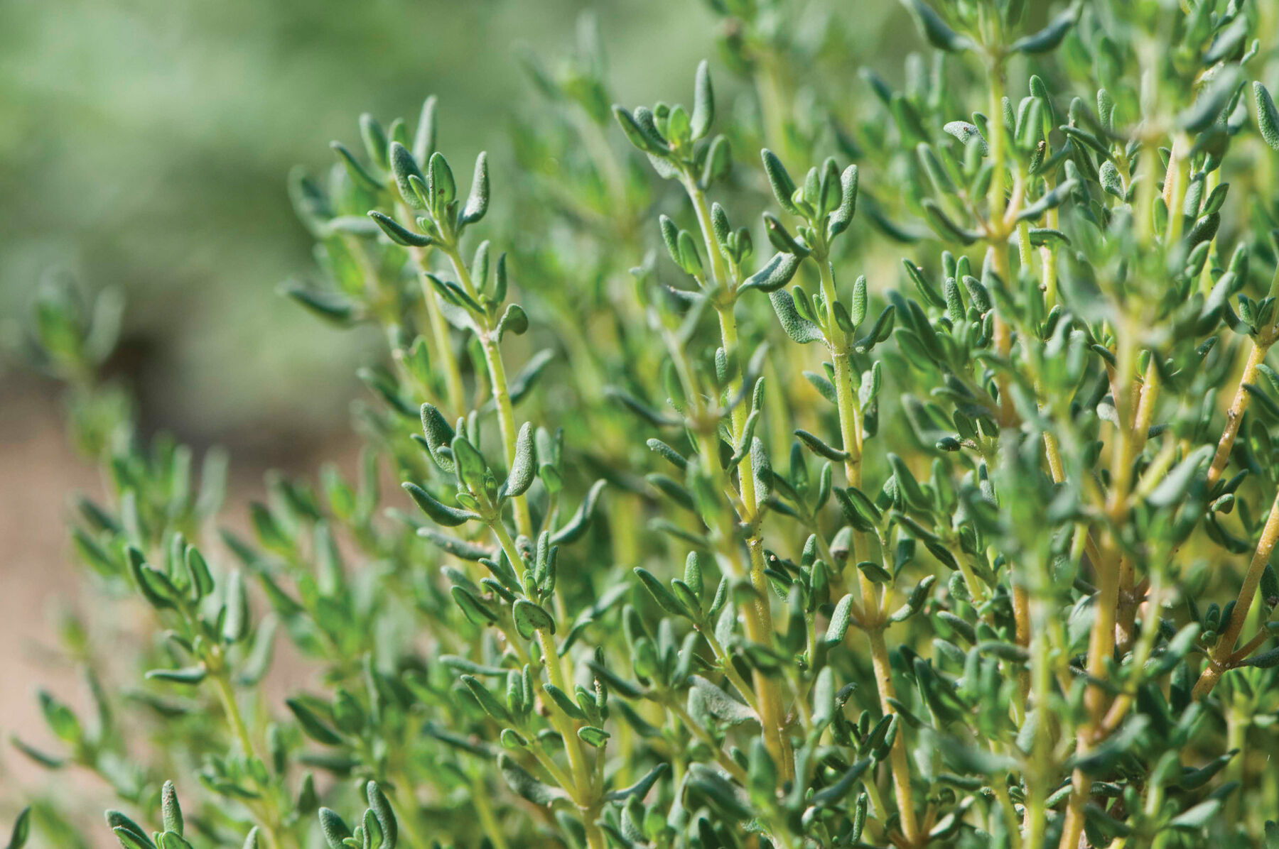 Johnny's Selected Seeds German Winter Thyme Seed