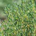 German Winter Thyme