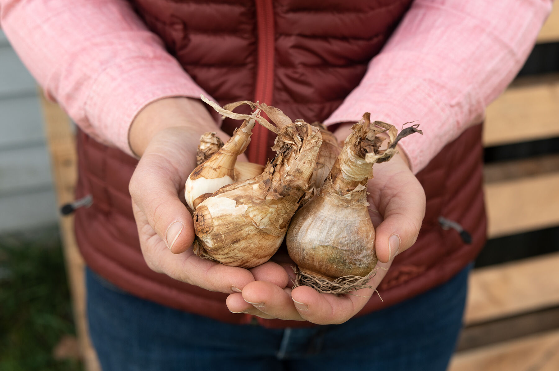 Cheerfulness Narcissus