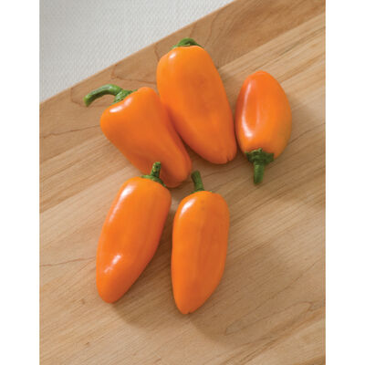 Lunchbox Orange Lunchbox Orange Sweet Peppers
