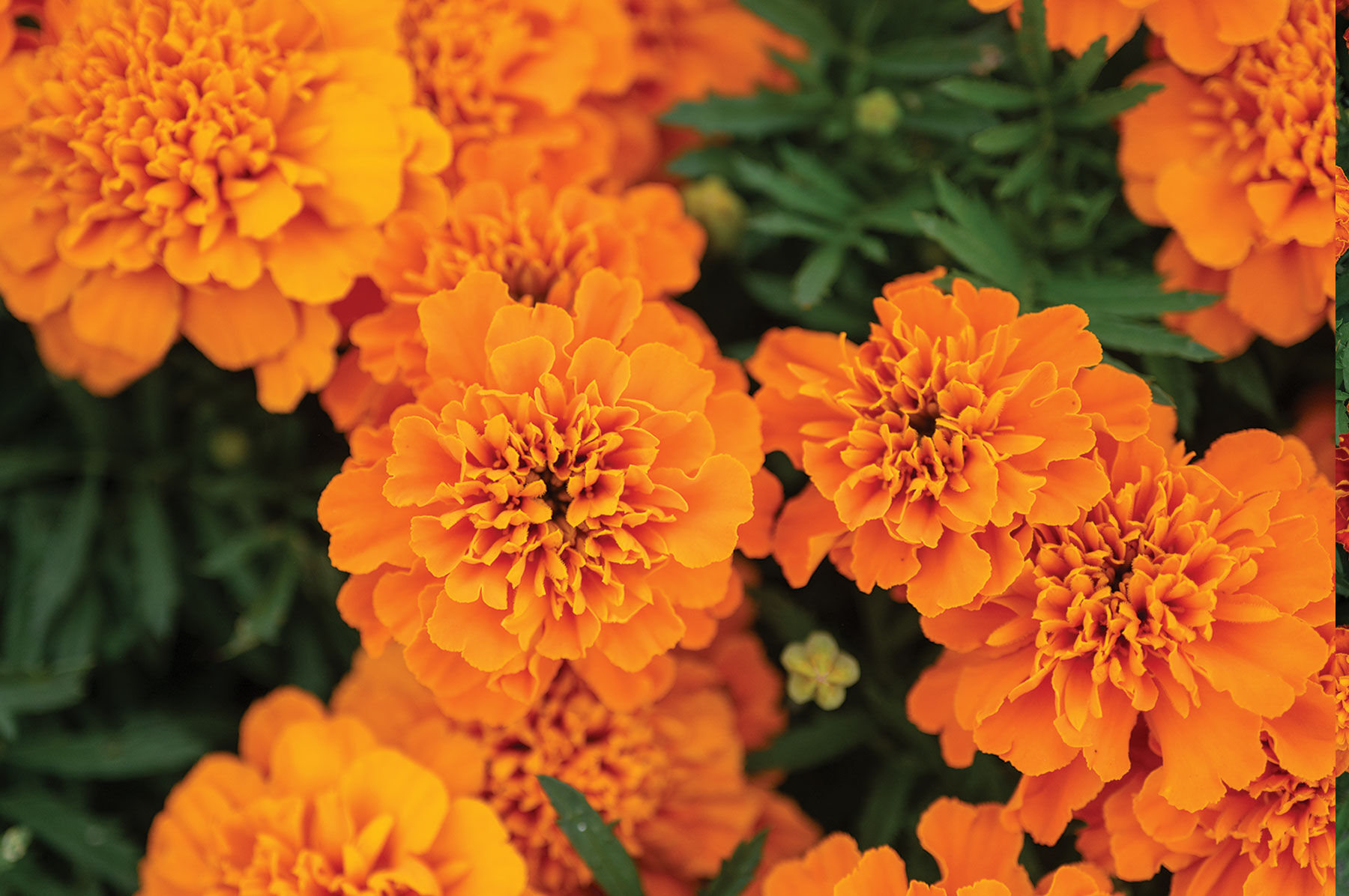 　フローラ　セルビアオレンジ Orange Flower Varieties | Johnny's Selected Seeds