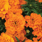 Bonanza™ Deep Orange French Marigolds
