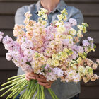 Iron Pastel Mix Stock