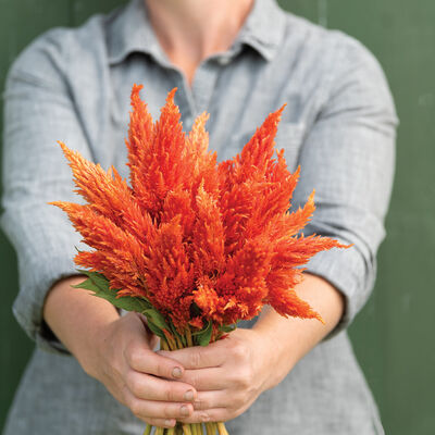 Sunday™ Orange Celosia