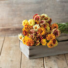Persian Carpet Zinnias