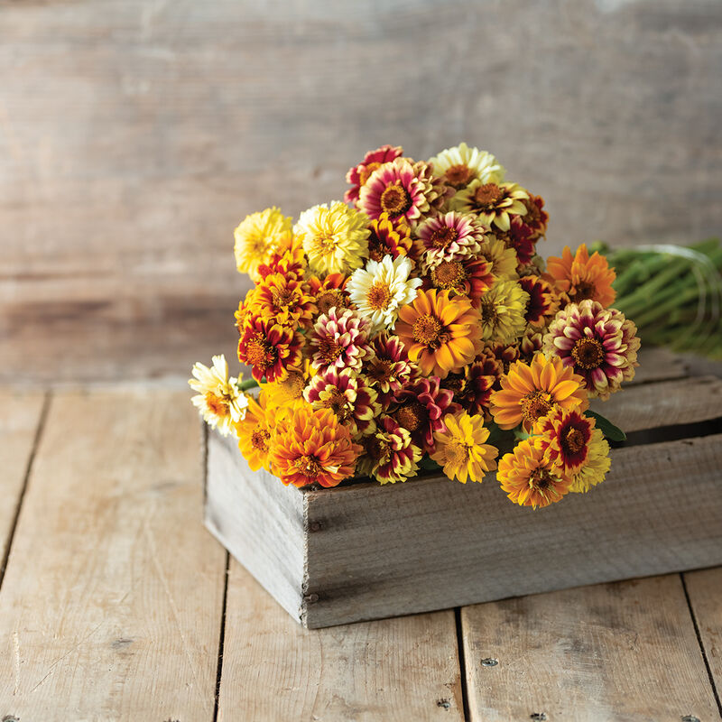 Persian Carpet Zinnias