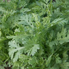 Shungiku Asian Greens