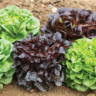 Salanova® Premier Collection Salanova® Lettuce