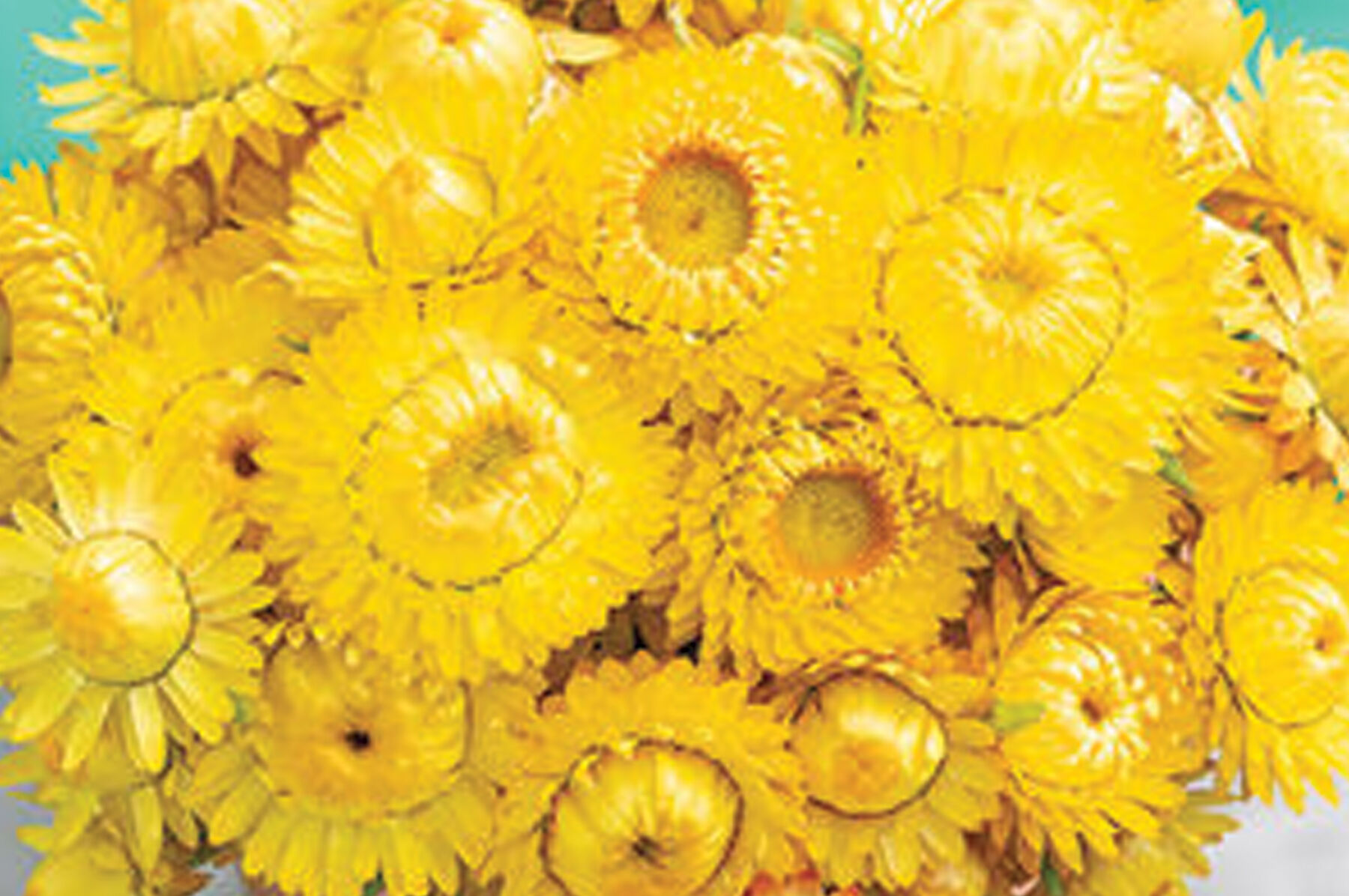 Golden Yellow Strawflower Seed Johnny's Selected Seeds