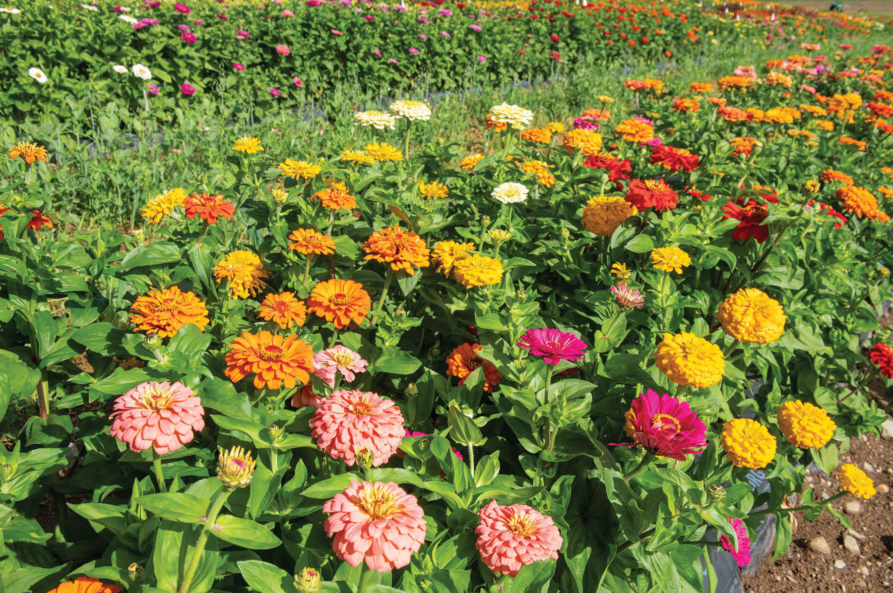 Jim Baggett's Choice Mix - Organic Zinnia Seed | Johnny's Selected