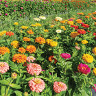 Jim Baggett's Choice Mix Zinnias