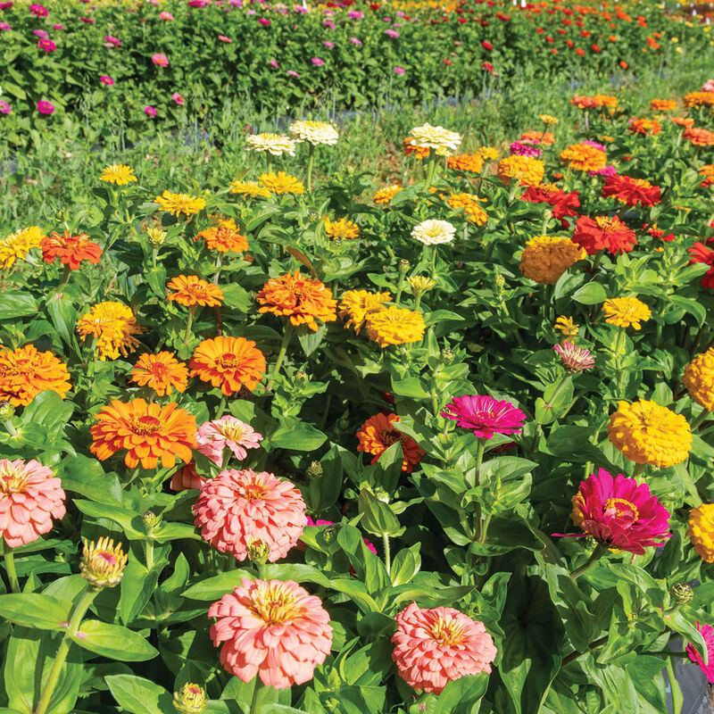 Jim Baggett's Choice Mix Zinnias